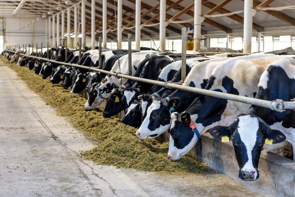 12 Different Types of Jobs on a Dairy Farm CheddarDen