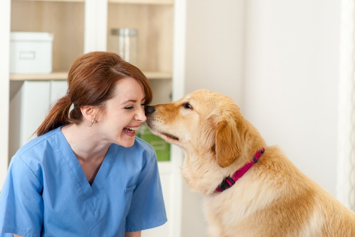 types-of-jobs-for-veterinarians-career-opportunities-cheddarden