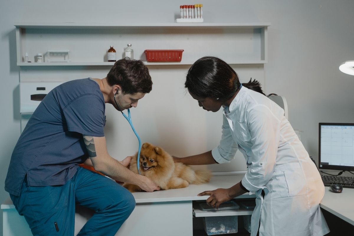 A vet checking a pomeranian dog.