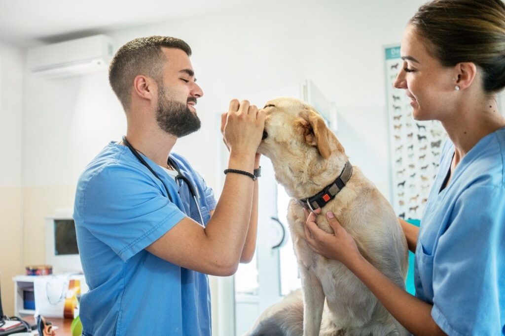 Types of Jobs for Veterinarians (Career Opportunities) CheddarDen