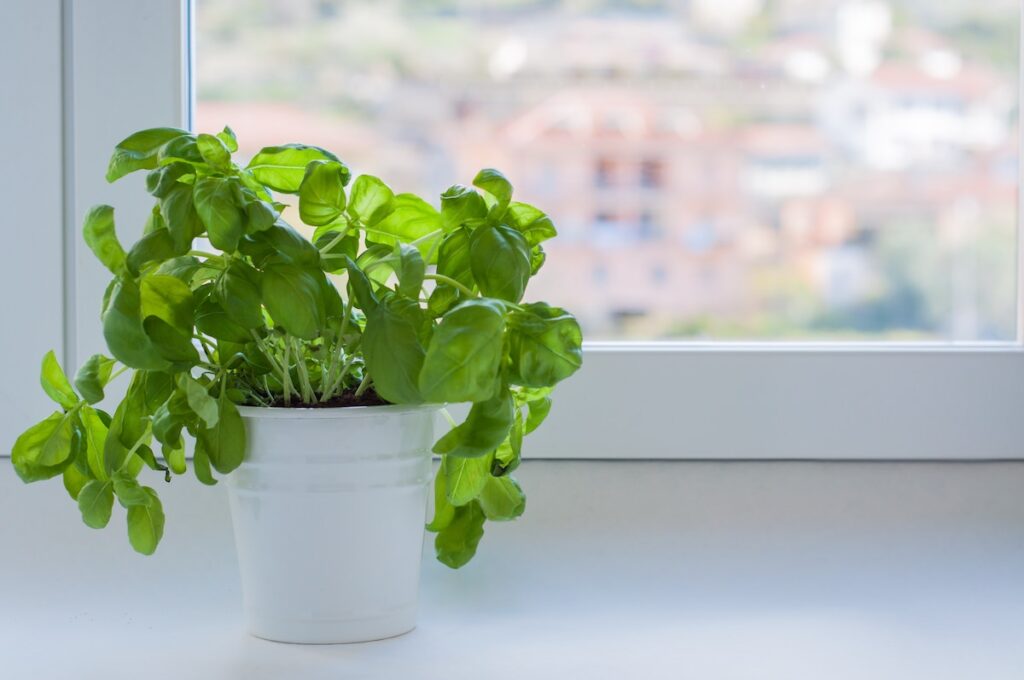 Basil growing in decorative pot