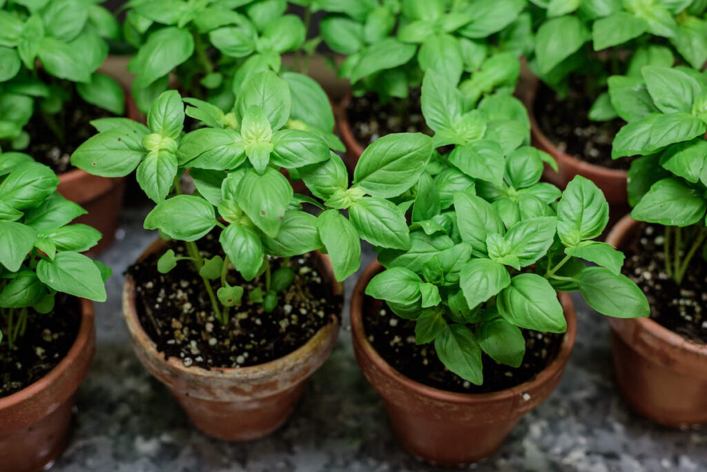 Basil growing in pots