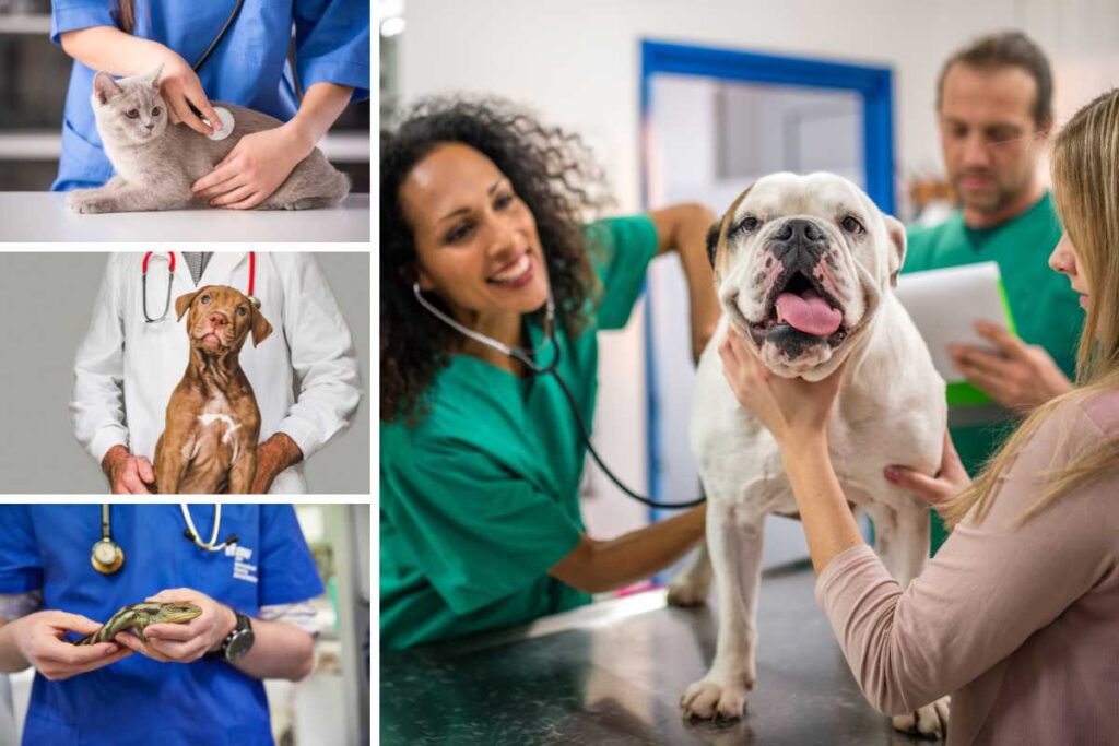 30 Jobs Similar to a Veterinarian CheddarDen